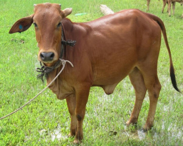 Mặc dù vậy, bò vàng sinh trưởng chậm, năng suất thịt và sản lượng sữa cũng không cao. Ảnh vforum.