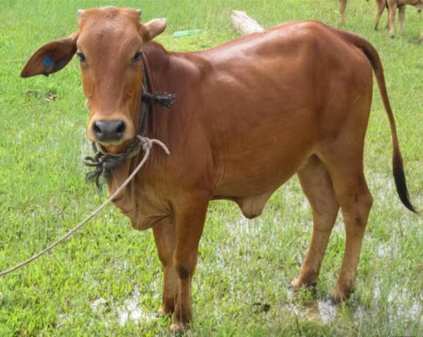 Mặc dù vậy, bò vàng sinh trưởng chậm, năng suất thịt và sản lượng sữa cũng không cao. Ảnh vforum.