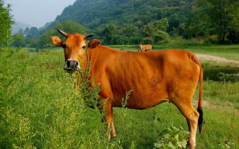 Giống bò vàng của Việt Nam chủ yếu được hình thành từ hai giống bò Trung Quốc và Ấn Độ. Ảnh dktcdn.