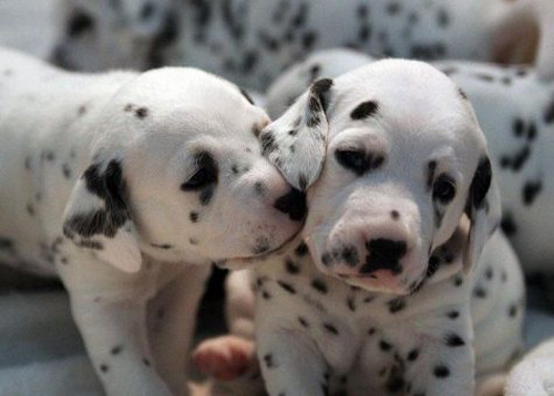Tuy nhiên, cứ mỗi 10 con chó đốm sinh ra thì sẽ có 1-2 con bị điếc bẩm sinh. Ảnh blogcachnuoi.