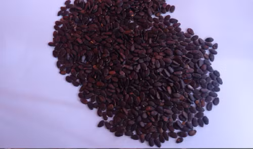 Hạt dưa là loại hạt chứa nhiều chất dinh dưỡng như protid, glucid, lipid, vitamin B1, B2, E, PP và hàng loạt khoáng chất thiết yếu khác như canxi, sắt, kẽm, phốt pho, selen...Ảnh Tapchidinhduong.