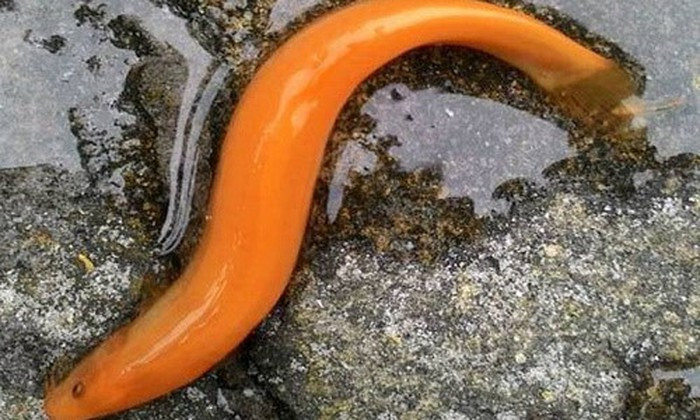 Ngày 15/3, trong lúc đang tát ao bắt cá, anh Nguyễn Duy Tuất (24 tuổi), trú tại xã Vinh Giang, huyện Phú Lộc, tỉnh Thừa Thiên - Huế bất ngờ bắt được 1 con cá chạch có màu vàng óng, rất quý hiếm, dài khoảng 7cm, thân cá to bằng ngón tay của người lớn. 