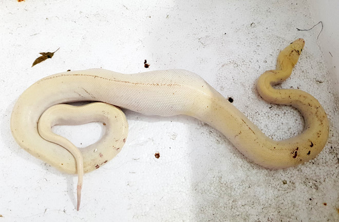 Sáng 2/11, một người phụ nữ ở gần bến xe Cà Mau bắt được một con trăn màu trắng khác thường nặng khoảng 2 kg, dài 1m, khi bị bắt, con trăn đang nuốt con gà nặng hơn nửa kg. Nhiều người dân hiếu kì đã đến tận nơi để xem loài động vật đột biến. Sau khi nuốt gà, trăn bạch tạng nằm im và bị chủ nhà bắt nhốt vào thùng xốp.