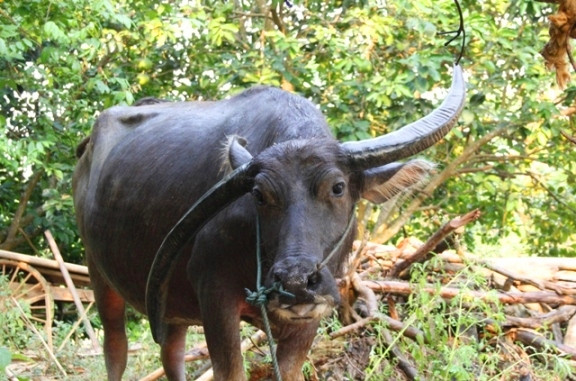 Một con trâu khác cũng sở hữu cặp sừng đặc biệt ở Quảng Trị, nhưng khác với “Quắp” con trâu này lại sở hữu cặp sừng chữ S dài đến 1.4 m, được coi là hiếm có khó tìm. Chủ nhân của nó là bà Trần Thiện ở xã Trung Sơn, huyện Gio Linh, tỉnh Quảng Trị. 