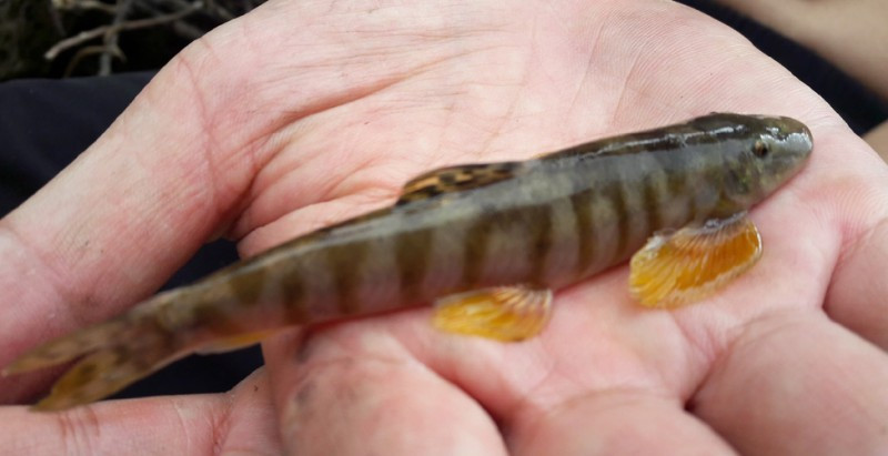 Loài cá đắng quý hiếm được cho là chỉ có ở dãy Hoàng Liên Sơn, dãy núi được mệnh danh là “nóc nhà Đông dương”, cao vút và hiểm trở. Ảnh phunuvietnam. 