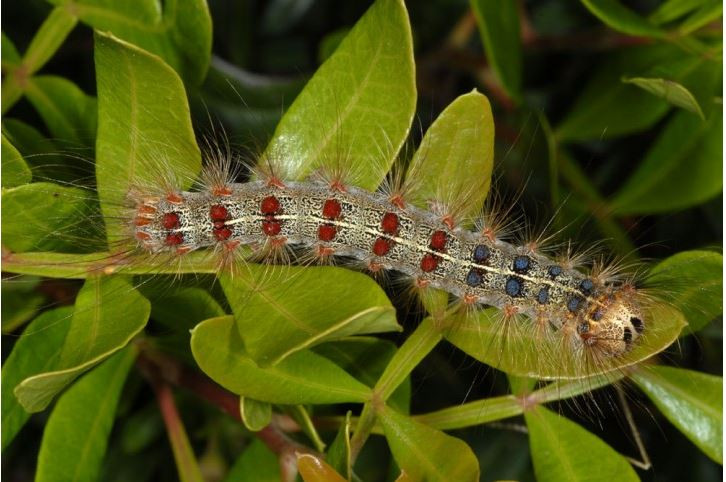 Sâu róm sồi xuất hiện nhiều vào thời điểm từ giữa mùa xuân đến đầu mùa hè. Những con sâu róm non thường đi kiếm ăn vào ban đêm trong khi những con già ăn cả ngày. Ảnh pyrgus.