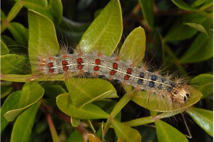 Sâu róm sồi xuất hiện nhiều vào thời điểm từ giữa mùa xuân đến đầu mùa hè. Những con sâu róm non thường đi kiếm ăn vào ban đêm trong khi những con già ăn cả ngày. Ảnh pyrgus.