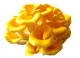 Nấm mỡ gà có vị ngọt ăn rất ngon. Ảnh launamgiakhanh.