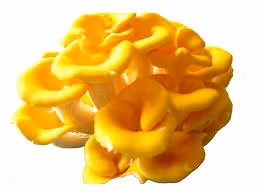 Nấm mỡ gà có vị ngọt ăn rất ngon. Ảnh launamgiakhanh.