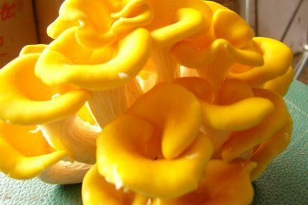 Nấm mỡ gà có hình dáng khác với các loài nấm khác. Chúng có chóp nấm lõm xuống, thân mềm, viền nấm nhô cao. Ảnh giadinh. 