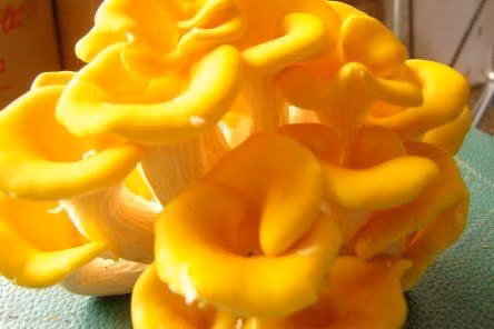 Nấm mỡ gà có hình dáng khác với các loài nấm khác. Chúng có chóp nấm lõm xuống, thân mềm, viền nấm nhô cao. Ảnh giadinh. 