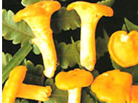 Nấm mỡ gà là loại thực phẩm giàu dinh dưỡng. Nấm mỡ gà có thể được chế biến thành nhiều món ăn ngon bổ dưỡng như chiên, xào, nấu lẩu... Ảnh otofun.