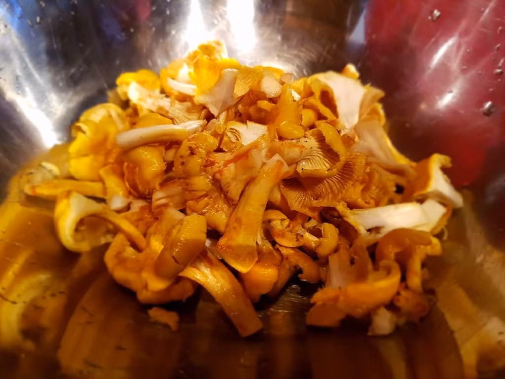  Nấm mỡ gà có màu vàng giống mỡ gà hoặc lòng đỏ trứng gà. Đây cũng là lý do vì sao loài nấm này có tên gọi như vậy. Ảnh otofun.