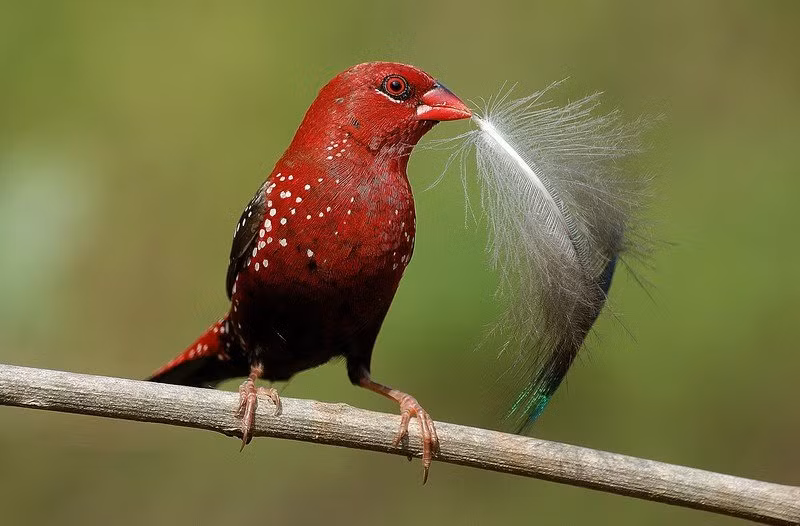  Chim mai hoa có nguồn gốc từ Úc, nổi bật với bộ lông màu đỏ rực như màu máu vô cùng bắt mắt. Loài chim với bộ lông màu đỏ đầy ấn tượng này cũng có ở Việt Nam, được giới mê chim cảnh vô cùng mê mẩn. Ảnh quantrimang.