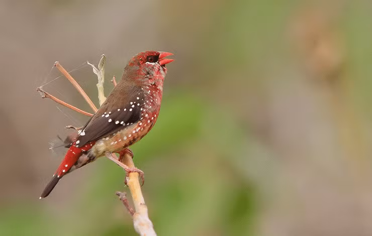 Chim mai hoa sinh sản từ tháng 12 đến tháng 4 hàng năm. Thức ăn của chúng bao gồm: hạt kê, hạt mè, rau xanh.... Ảnh jalaksuren.