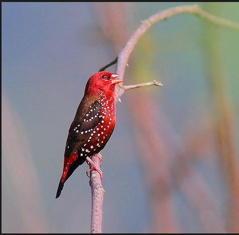 Chim mai hoa thường hót thành từng tràng vào buổi sáng sớm như để báo hiệu ngày mới. Ảnh quantrimang.