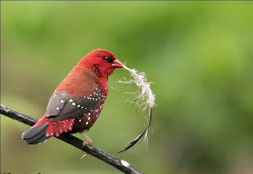 Trên thế giới, chim mai hoa phân bố ở Bangladesh, Ấn Độ, Sri Lanka, Nepal, Pakistan, Trung Quốc, Indonesia, Thái Lan... Ảnh flickr.