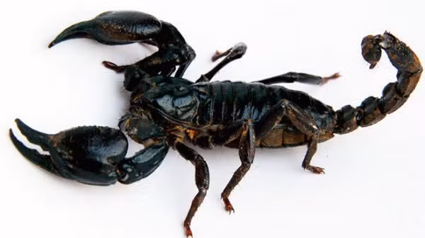 Nuôi một chú bọ cạp đòi hỏi bạn phải tốn rất nhiều công sức, từ việc làm chuồng cho đến việc chăm sóc chúng đều cần sự tỉ mỉ và đầu tư thời gian. Ảnh suckhoedoisong.