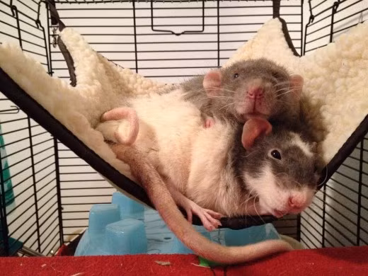 Nhiều người rất ghét chuột trong khi lại có những người thích chuột đến nỗi nuôi chúng như thú cưng trong nhà. Ảnh hubstatic.