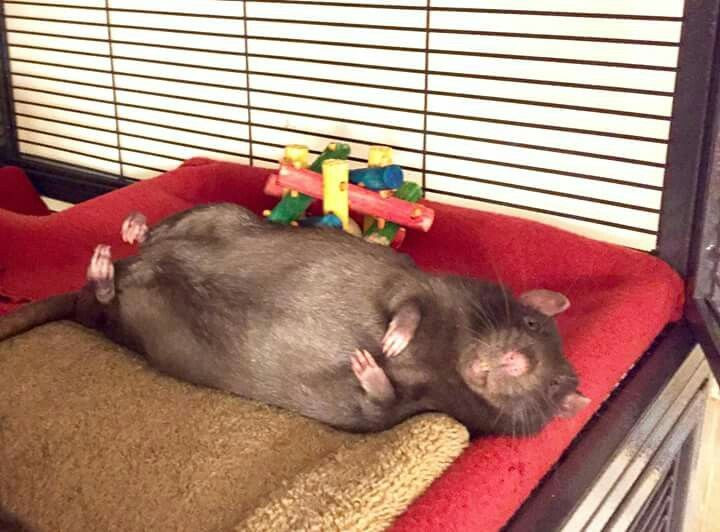 Với họ, chuột được xem như một người bạn và rất thân thiện. Ảnh plioweb.