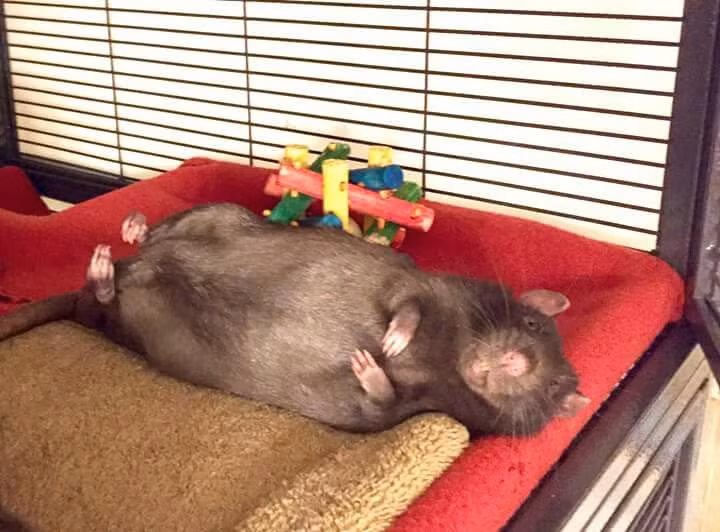 Với họ, chuột được xem như một người bạn và rất thân thiện. Ảnh plioweb.