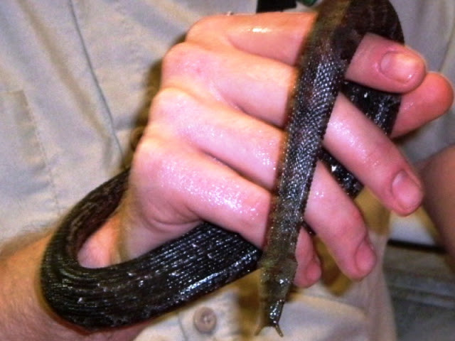 Theo các nhà khoa học, hai chiếc xúc tu của rắn xúc tu có chức năng thu hút con mồi. Ảnh blogspot.