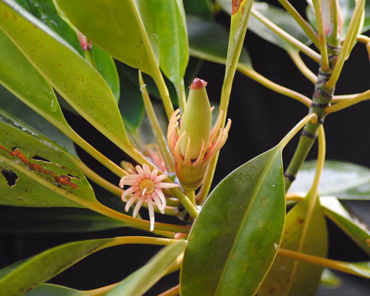 Cây vẹt đen khác biệt với các loài cây khác ở chỗ nó là cây có khả năng “sinh con”, nghĩa là hạt giống của cây vẹt đen nảy mầm thành cây non ngay trên cây mẹ. Ảnh Wikimedia.