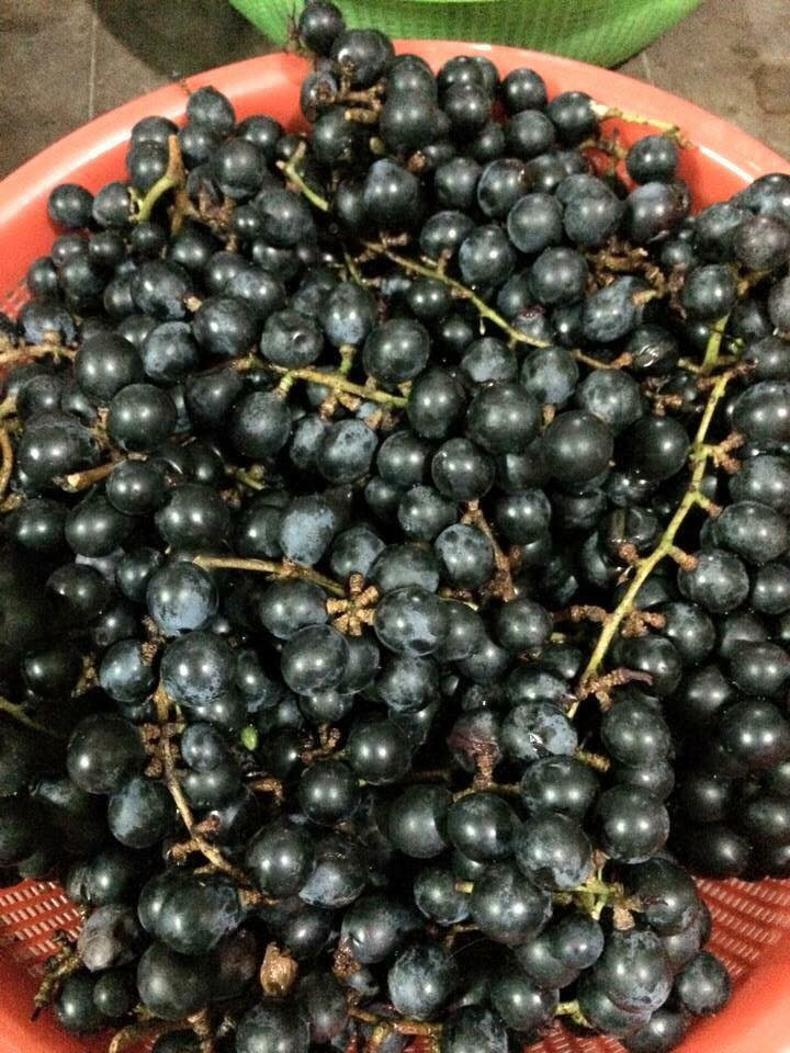 So với nho Mỹ và nho Ninh Thuận, nho rừng chua hơn và có nhiều hạt hơn. Ảnh enbaccdn.