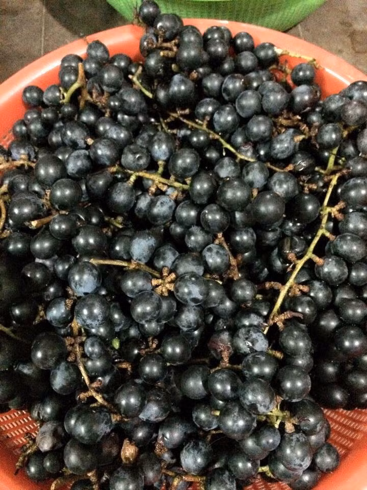 So với nho Mỹ và nho Ninh Thuận, nho rừng chua hơn và có nhiều hạt hơn. Ảnh enbaccdn.