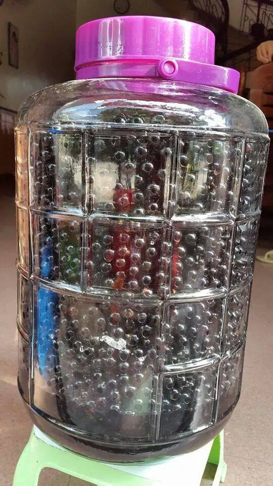 Mặc dù vị khá chua nhưng nho rừng vẫn được yêu thích do an toàn, không có thuốc bảo vệ thực vật. Ảnh dongamruou.