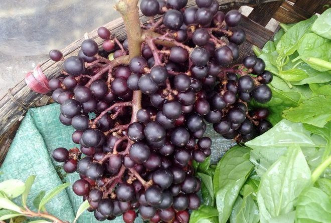 Chùm nho rừng xấu mã, quả thưa và bé vì mọc tự nhiên, không chăm bón. Ảnh nho.