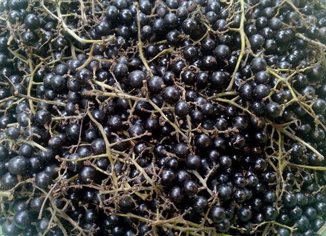 Ngoài ra, nho rừng còn phân bố trong các cánh rừng ở các tỉnh phía trong như: Kiên Giang, Cà Mau, Tây Ninh… Ảnh thaoduoctruongan.