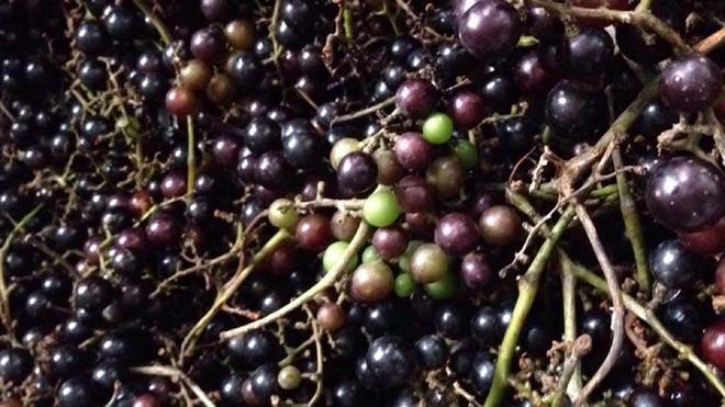 Ở nước ta, nho rừng mọc nhiều ở vùng Lạng Sơn, Cao Bằng, Sơn La, Điện Biên… Trong đó, Cao Bằng có lẽ là nơi nho rừng được sử dụng phổ biến nhất và được xem là đặc sản của địa phương này. Ảnh caythaoduoc.