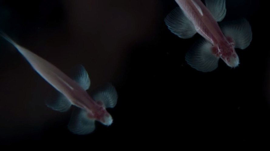 Cá vượt thác là một trong những sinh vật lạ lùng nhất thế giới vì chúng không hề có mắt. Ảnh inhabitat.