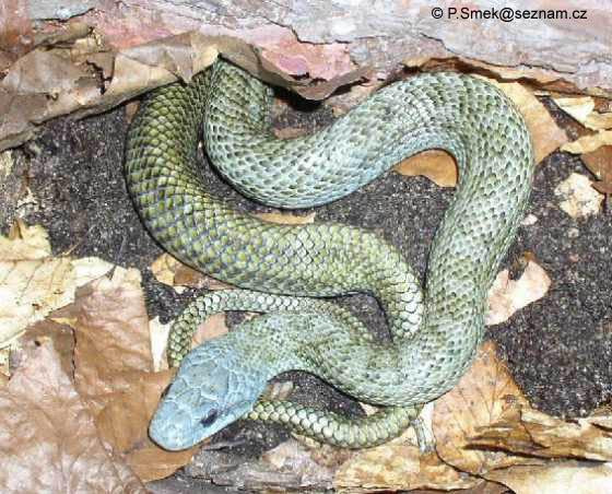  Rắn ninja thuộc họ rắn nước, vì vậy chúng có thể bơi lội dưới những kênh rạch và bò trườn trên những vách tường thẳng đứng rất điệu nghệ. Ảnh reptarium.