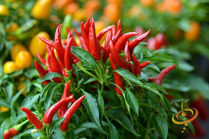 Ớt mắt chim có xuất xứ từ Mexico, có hình dáng thon dài và nhọn, có thể đạt đến độ dài là 7,5cm. Ảnh shopify.