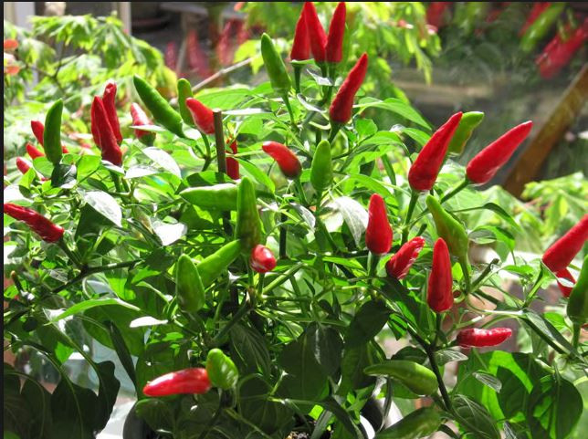 Ớt mắt chim còn chứa nhiều vitamin C, vitamin A, vitamin B6 và một số khoáng chất như kali, sắt. Ảnh birminghamchillicompany.
