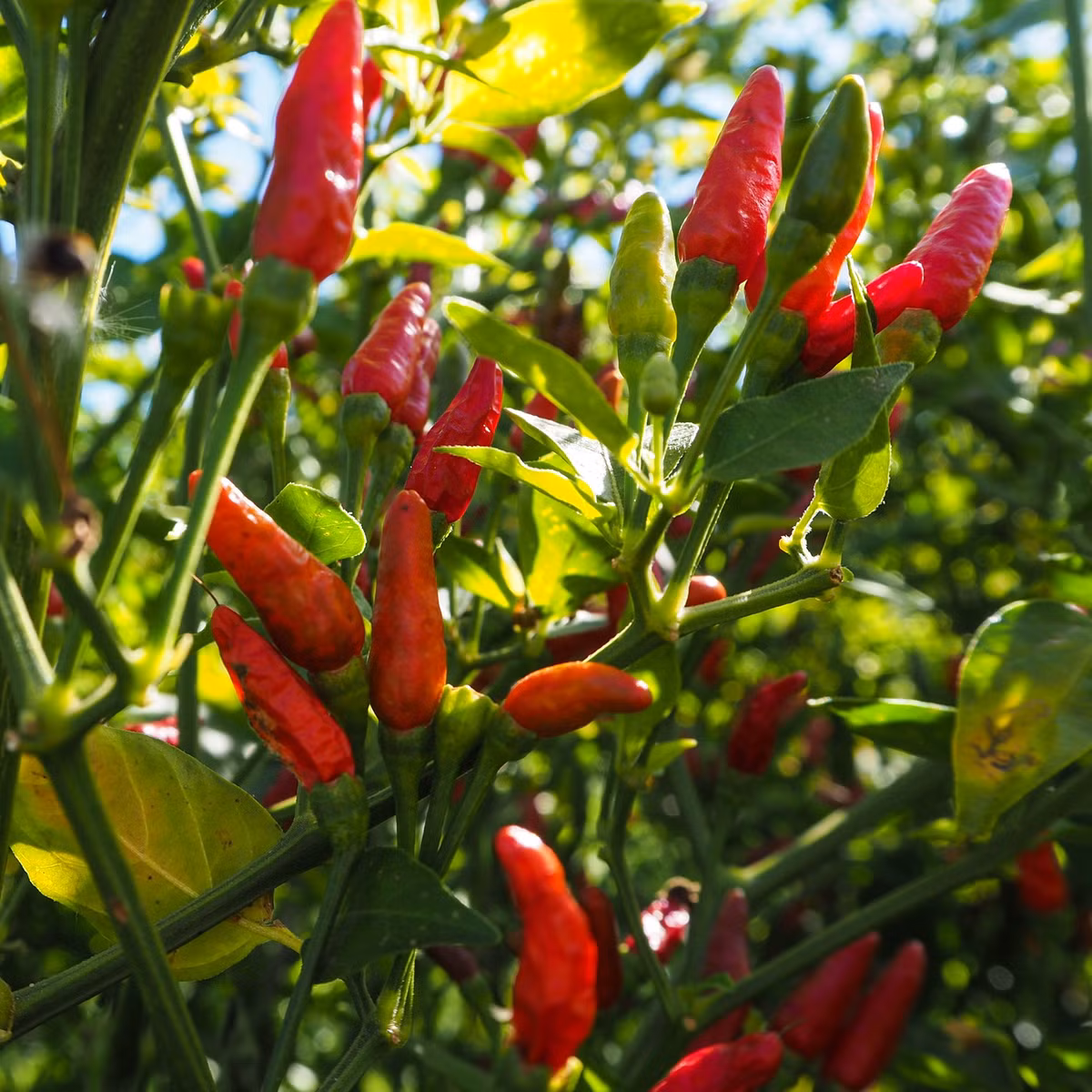 Sở dĩ ớt mắt chim có độ cay cao là do nó chứa lượng lớn hỗn hợp alkaloid, trong đó có hoạt tính capsaicin cay hăng mãnh liệt. Ảnh shopify.