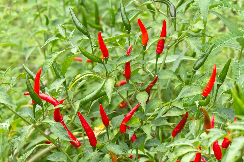 Ngoài việc được sử dụng như một loại gia vị trong nấu ăn, ớt mắt chim còn được dùng để chữa chứng viêm khớp, thấp khớp, đầy hơi và đau răng. Ảnh gardenclinic.