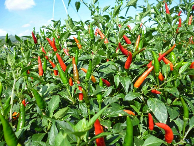 Ngoài ra, ớt mắt chim pha với nước còn được sử dụng làm chất diệt sâu bọ. Ảnh goodprice.