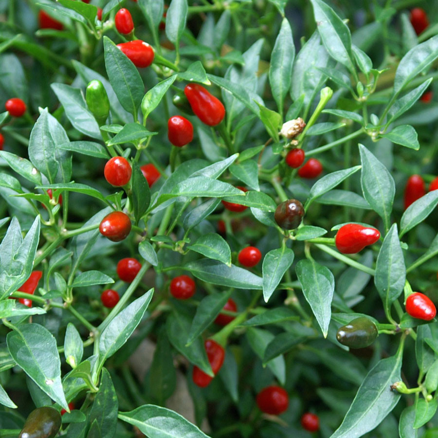 Ớt mắt chim có màu sắc đa dạng từ màu đỏ, vàng, tím hoặc đen. Ớt mắt chim thường được sử dụng trong các món Thái và Hàn Quốc. Ảnh australianseed.