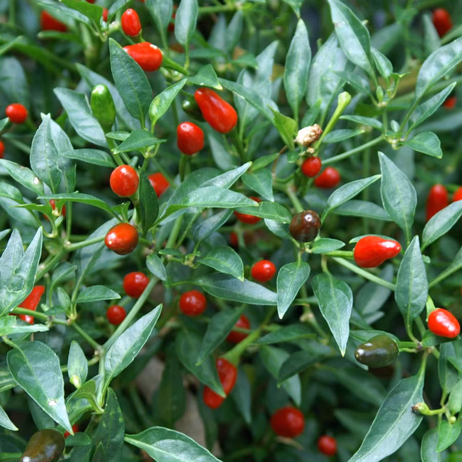 Ớt mắt chim có màu sắc đa dạng từ màu đỏ, vàng, tím hoặc đen. Ớt mắt chim thường được sử dụng trong các món Thái và Hàn Quốc. Ảnh australianseed.