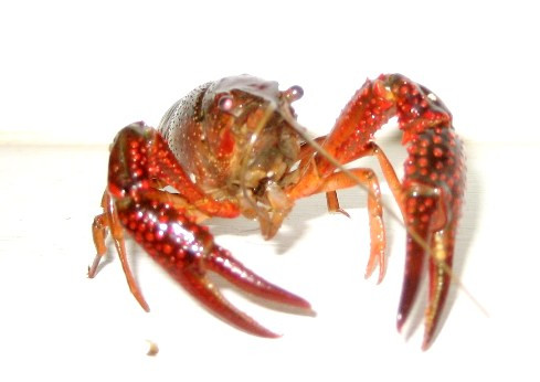 Tôm rồng có nhiều màu sắc sặc sỡ, trong đó màu đỏ là màu sắc chủ đạo. Hai cặp râu phía trước rất dài, phần đầu và ngực to trong khi phần bụng nhỏ và ngắn. Tên gọi tôm rồng đôi khi dễ nhầm lẫn với loại tôm hùm đất, cũng được gọi là tôm rồng. Các loài tôm hùm có ở vùng biển Việt Nam thuộc họ này. Ảnh contom.