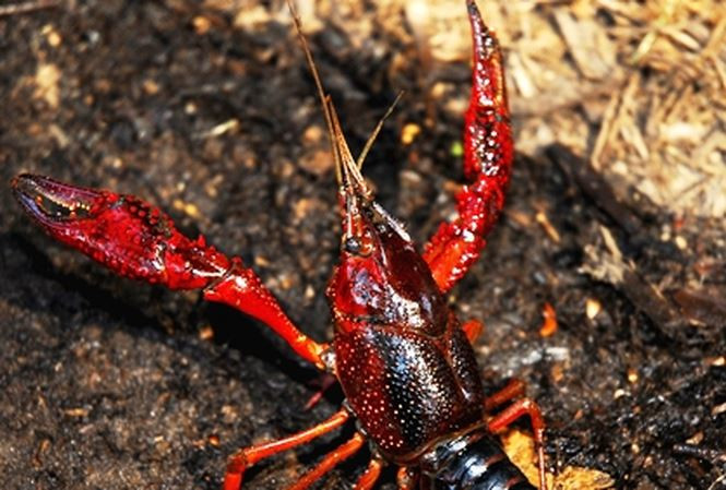 Tôm rồng hoạt động về đêm, còn ban ngày thì ẩn náu trong các khe đá. Ảnh tienphong.