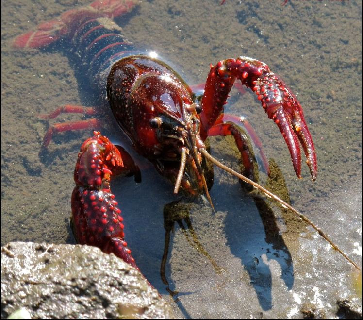 Tuy nhiên, ở Việt Nam, tôm rồng lại bị đánh giá khá nguy hại do chúng có tập tính đào hang sâu tới 2m, phàm ăn, lại sinh sôi nảy nở rất nhanh. Ảnh projectnoah.