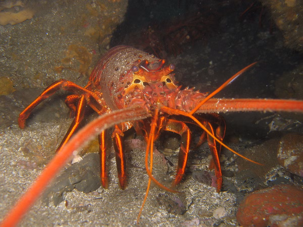  Tôm rồng có tên khoa học là Palinuridae, là một họ tôm ở biển gồm có hơn 60 loài trong đó có nhiều loài có giá trị kinh tế cao. Chúng có kích thước lớn với chiều dài từ 25cm - 40cm và trọng lượng khoảng 250g. Chúng có 10 chân to khỏe cùng rất nhiều gai nhọn rất dữ tợn. Ảnh wikimedia.