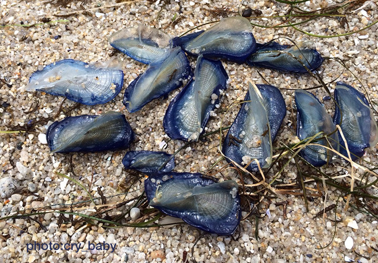Sứa buồm velella thường di chuyển theo đàn gồm hàng triệu cá thể. Ảnh jellywatch.