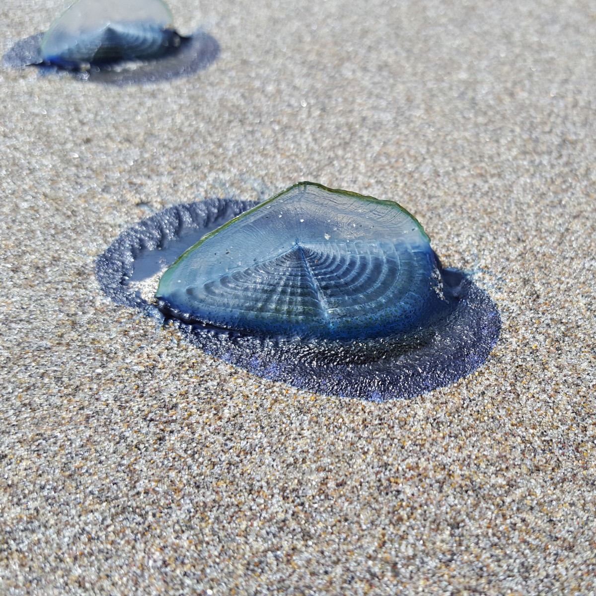 Sứa buồm velella có một chiếc vây trong suốt trên thân mình đóng vai trò như những cánh buồm, giúp chúng di chuyển trên mặt nước nhờ gió và dòng chảy. Ảnh imgur.