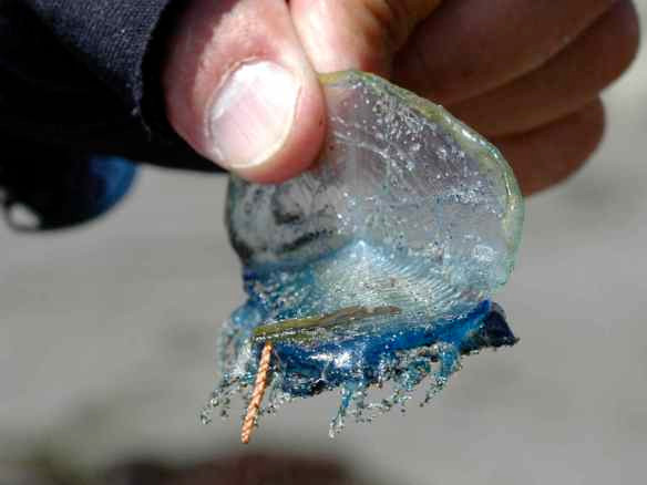 Khi gió thay đổi hướng, những con sứa buồm velella sẽ bị trôi dạt vào bờ. Ảnh toughlittlebirds.