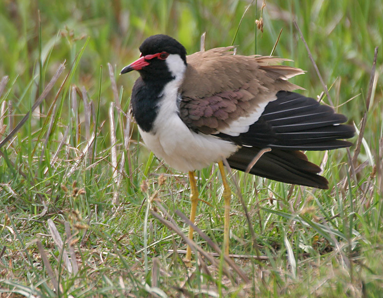 Chim te vặt sinh sản từ tháng 2 - tháng 6, mỗi lần đẻ 4 trứng, trứng có màu xám. Ảnh wikimedia. 